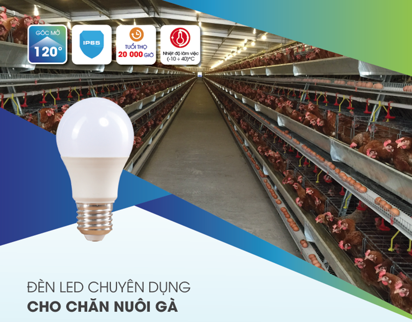 Đèn LED chuyên dụng cho chăn nuôi gà